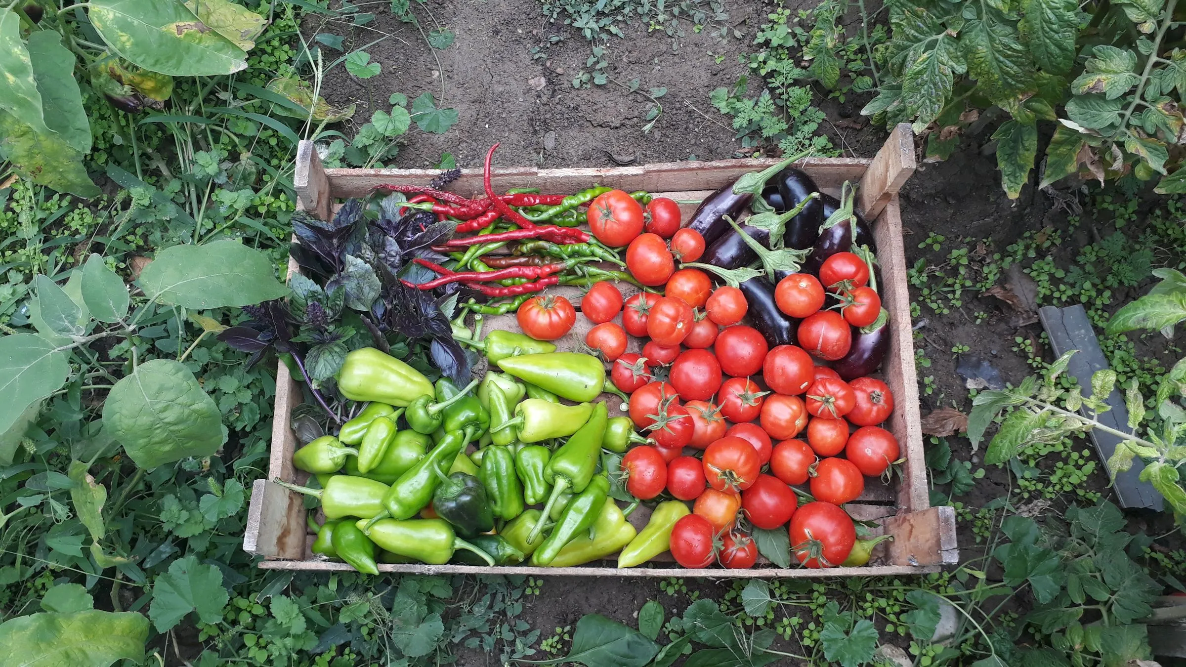 A wooden crate of tomatoes, peppers and aubergines on the grass
